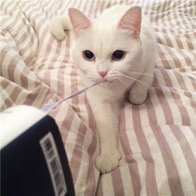 呆萌搞怪个性超萌猫咪头像其实所谓喜欢不过依赖