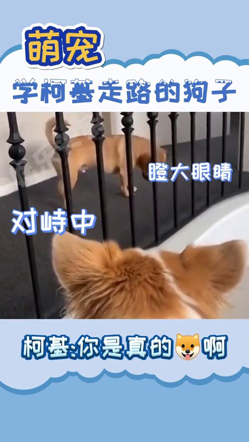 小柯基怒气值拉满了萌宠可爱搞笑沙雕学柯基走路