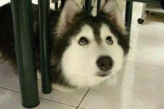 一只拜猫为师而迷失自己的哈士奇,从此变为猫哈