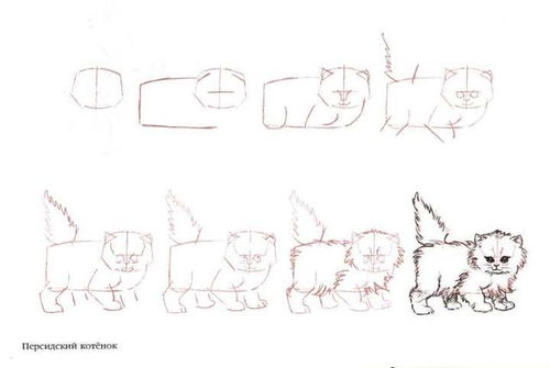 50个猫的画法,四步画出猫咪老师