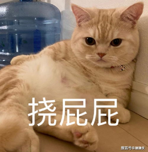 搞笑表情包图片真是有点辣眼睛