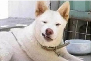 谁做的煤矿各级领导表情图简直神了快瞅瞅这是不是你们那儿的