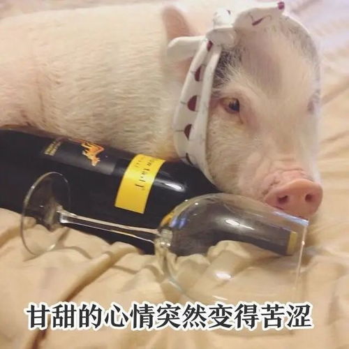 幽默逗趣的句子,日常一乐,精辟逗比,笑翻众人359坑爹小哥哥美女路考手机网易网