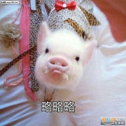 小猪表情包可爱猪猡表情包下载乐游网游戏下载