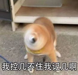 劲爆快来参加九凤谷首届萌宠时装秀抖音挑战赛赢巴厘岛双飞六日游