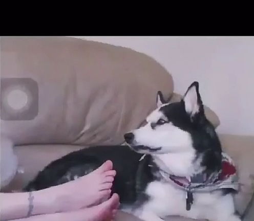 哈士奇闻到主人脚丫,竟露出如此搞笑表情,主人窘得想钻地缝