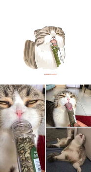 表情包已做好,来见识下互联网热传的30只搞笑猫咪