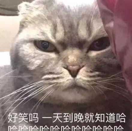 家有丑猫,猫咪的颜值,可真是一个迷啊