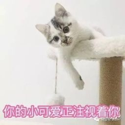 可爱猫咪表情包搞笑文字头像