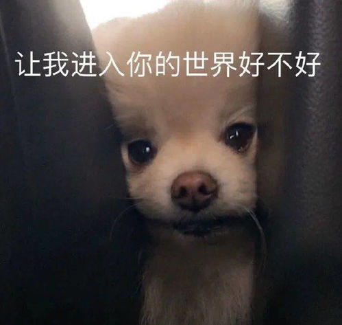 搞笑gif自此,没有鹅能耐我何