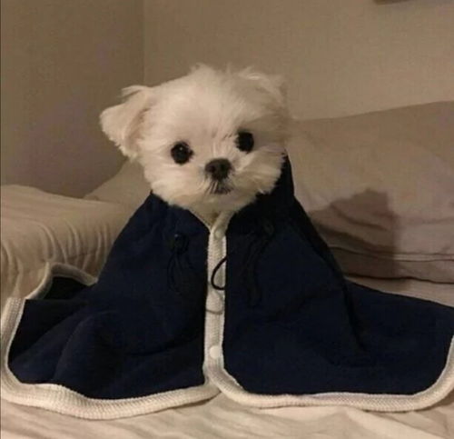 头像我怎么这么可爱
