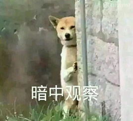你的表情包在想什么