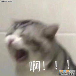 晚安明天我还在熊猫头表情包我的天鸭表情包下载乐游网游戏下载