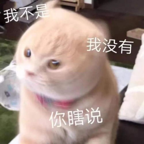 搞笑斗图表情包好可爱,不愧是我喜欢的人