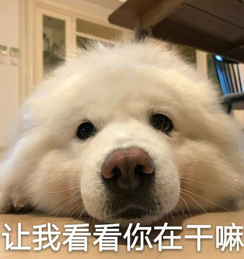 为何狗狗被打却不挣脱,这篇文告诉你真正的原因