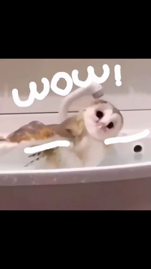 给动物画手久违的猫头鹰合集猫头鹰魔性沙雕表情包