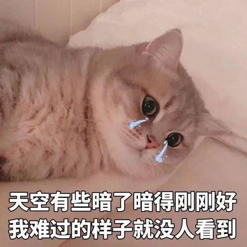 猫猫表情包第13期丨大家好我是鳌拜的弟弟,熬夜