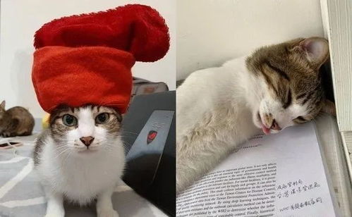 不想老一岁猫兄妹拒绝庆生摊双手求饶
