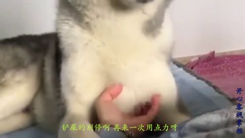 哈士奇露出享受的小表情,铲屎官手别停啊,再用点力继续