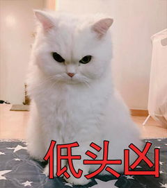 表情包咪眼睛猫