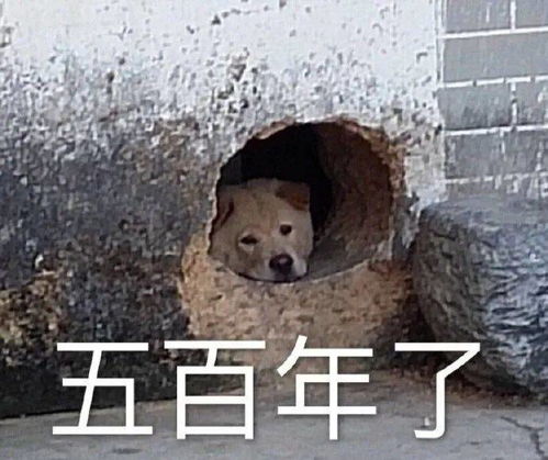 第48期汪表情扔个垃圾,楼下大爷非要我给他发狗表情