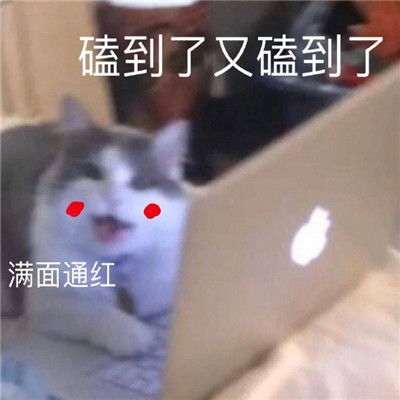 热门磕cp的搞笑表情包最新我可以不结婚但是我的cp一定要结婚