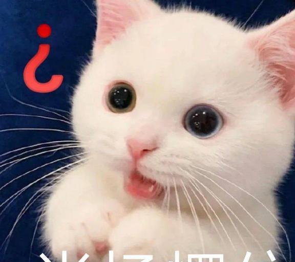 不要盲目跟风养猫,这些坏处,你未必能接受