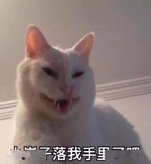 动物表情包搞笑沙雕瞌睡