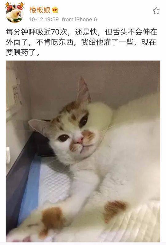猫界表情包楼楼因病去世曾因洗澡视频走红网络