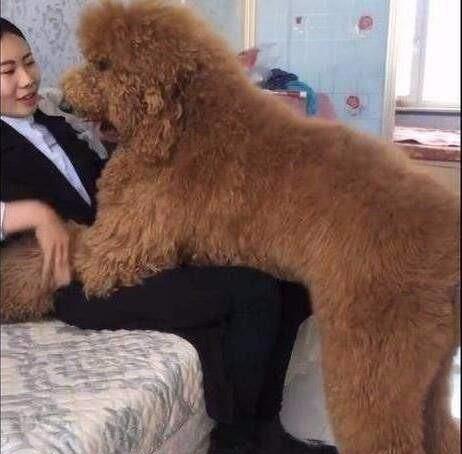 狗狗若有这3个行为,说明它根本没把你当主人,而是它的仆人