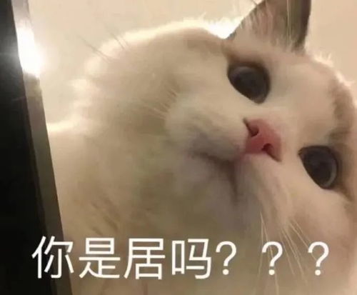 表情包可可爱爱的猫咪表情包