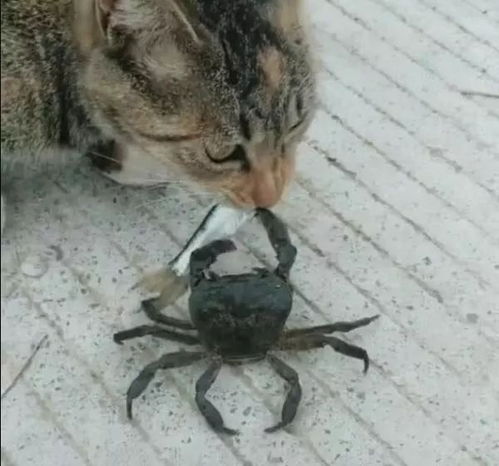 猫跟螃蟹抢鱼,螃蟹害怕自己被吃,举手将鱼献给猫
