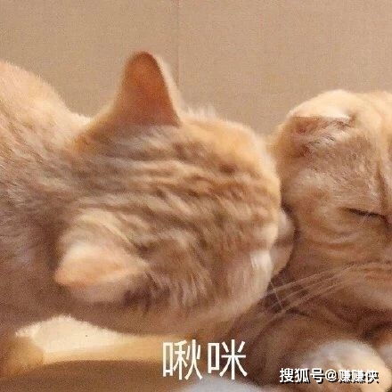 最新可爱搞笑表情包图片天呐,我没有在做梦吧