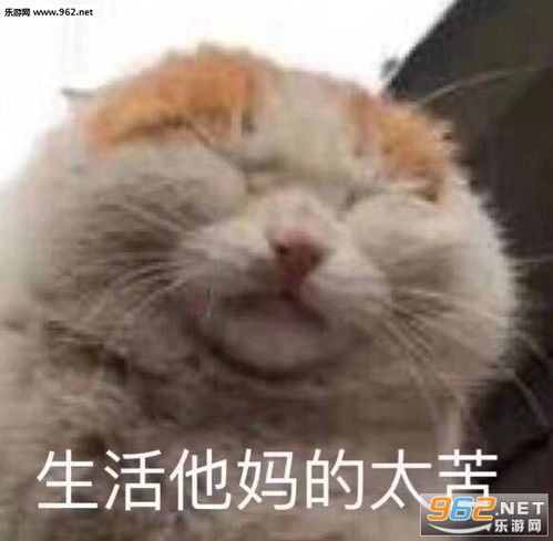 您是社会表情包今天我是流泪猫猫头坨妈头表情包图片下载乐游网游戏下载
