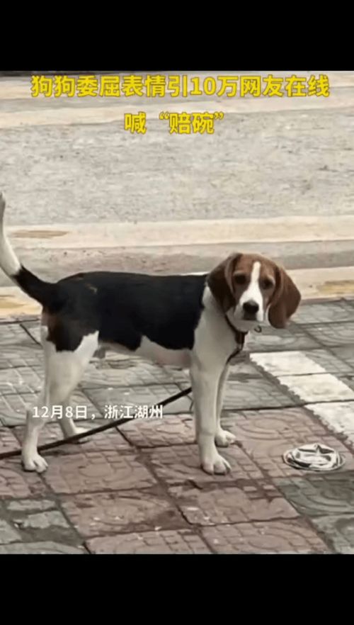 男子停车压扁狗子饭碗,狗狗委屈表情引10万网友在线喊赔碗