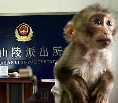 南京现食蟹猴因资源稀缺而导致奇货可居