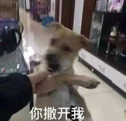 爆笑外卖小哥嫌出餐太慢竟自己上阵炒菜一个被送餐事业耽误的厨师