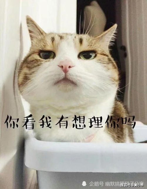 搞笑猫猫表情包一天
