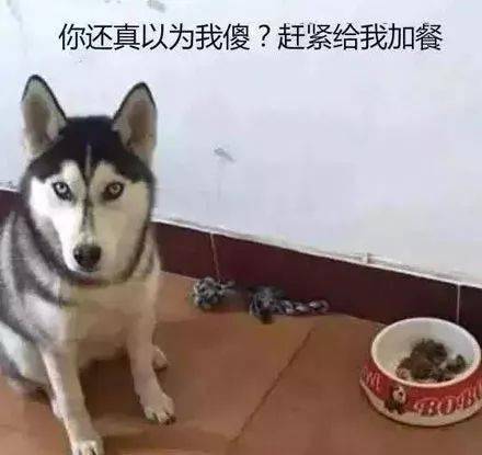 主人故意把狗粮放少了,想看看哈士奇的反应,没想到...