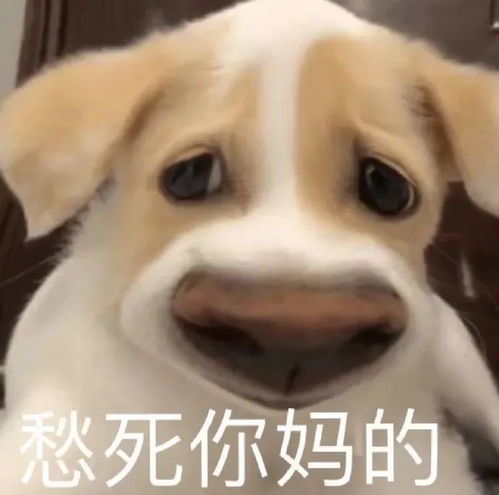 表情包丨可爱搞笑表情包图片大全