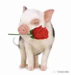 属猪头像图片最旺的