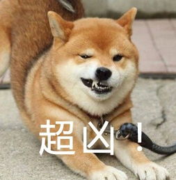 柴犬的表情包