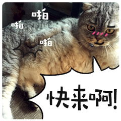 喵星人番薯先生表情包gif