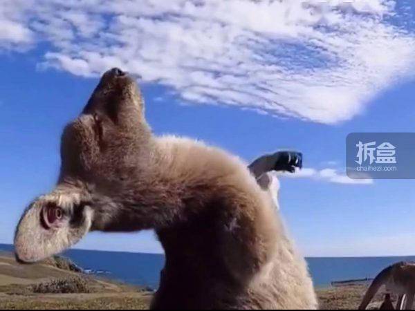动物星球袋鼠摇手手办潮玩搞怪动物表情包摆件