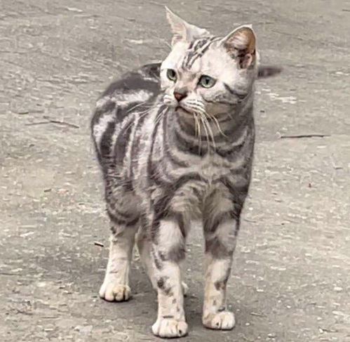 捡到了一只可能是育种猫的美短....