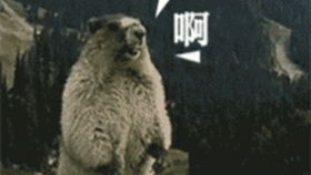 这这这是,这是鸭子