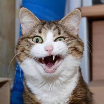 猫咪我就是我不一样的烟火,关于猫咪的生活习性,你知道多少呢