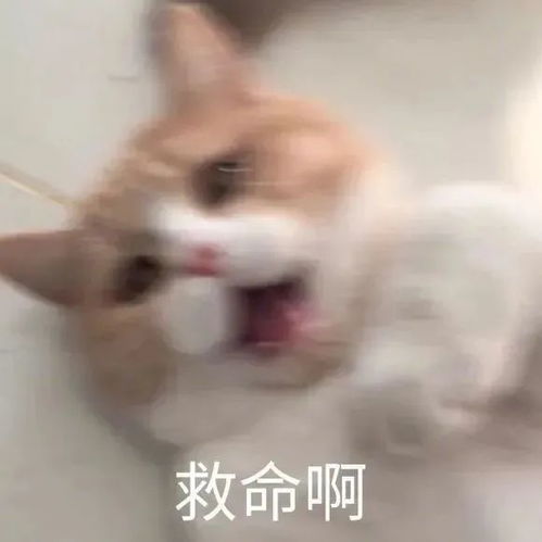 表情包丨表情包大全搞笑动图沙雕