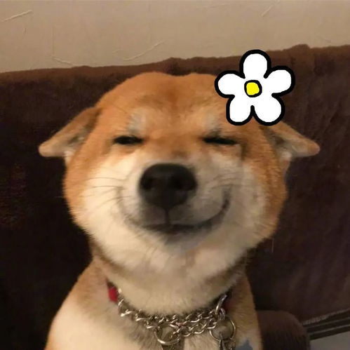 头像不来找我我也没办法说想你