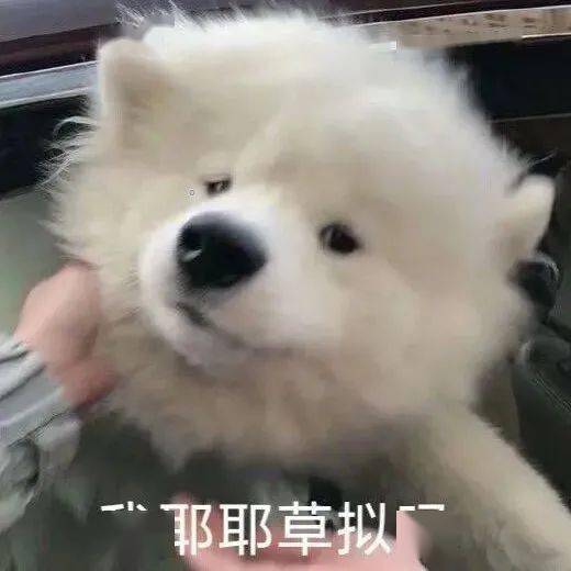 表情包丨喝喝养乐多把快乐养多多
